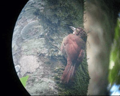 Black-banded Woodcreeper (Spot-throated) - ML201980711