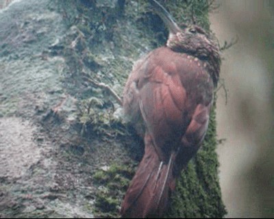 Black-banded Woodcreeper (Spot-throated) - ML201980721