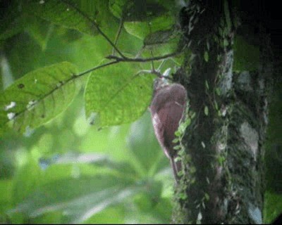 Black-banded Woodcreeper (Spot-throated) - ML201980731