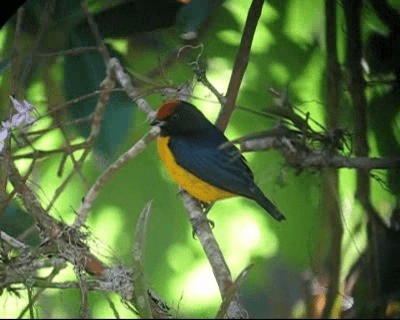 Orange-bellied Euphonia - ML201980751