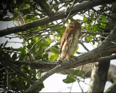 Ferruginous Pygmy-Owl (Ferruginous) - ML201980771