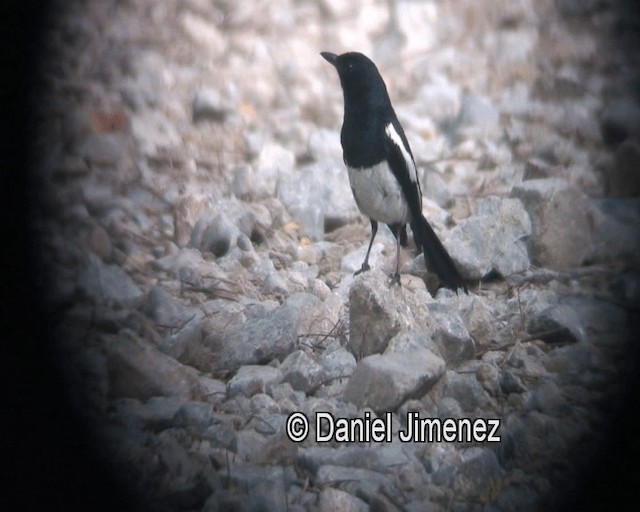 Philippine Magpie-Robin - ML201980781