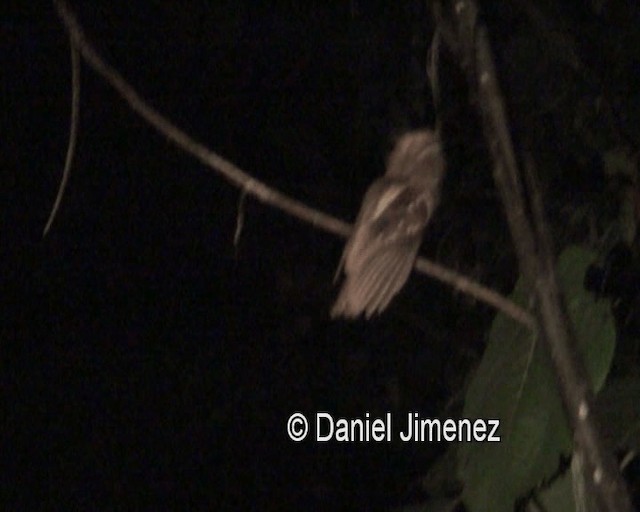 Philippine Frogmouth - ML201980791