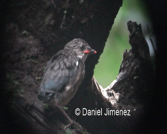 Philippine Pitta (Philippine) - ML201980821
