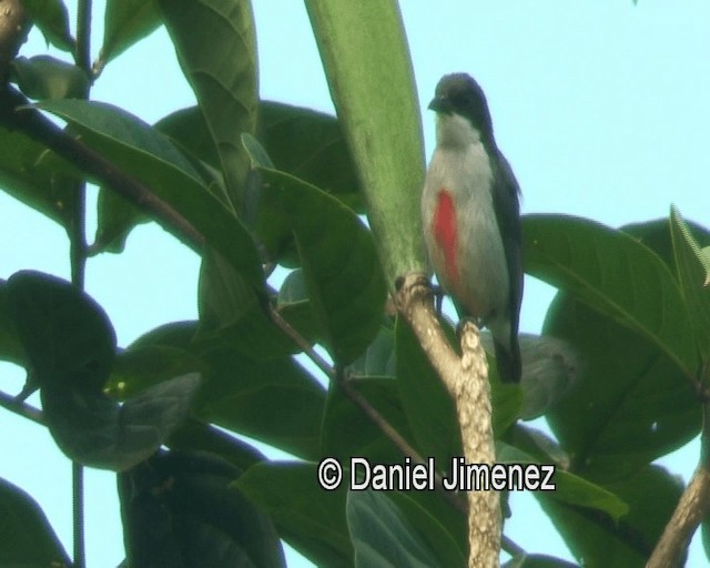 Red-keeled Flowerpecker - ML201980831