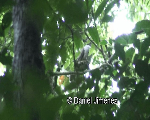 Amethyst Brown-Dove (Gray-breasted) - ML201980861