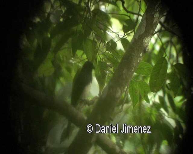 Drongo Balicassio (mirabilis) - ML201980871