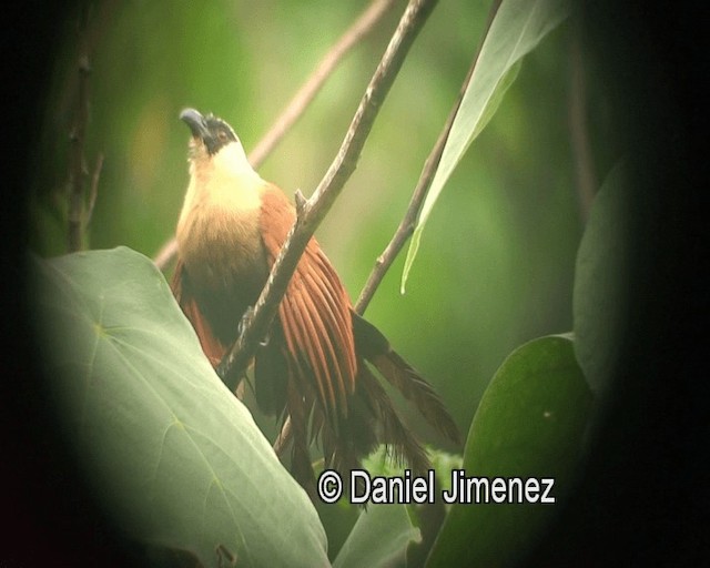 Coucal à face noire - ML201980881