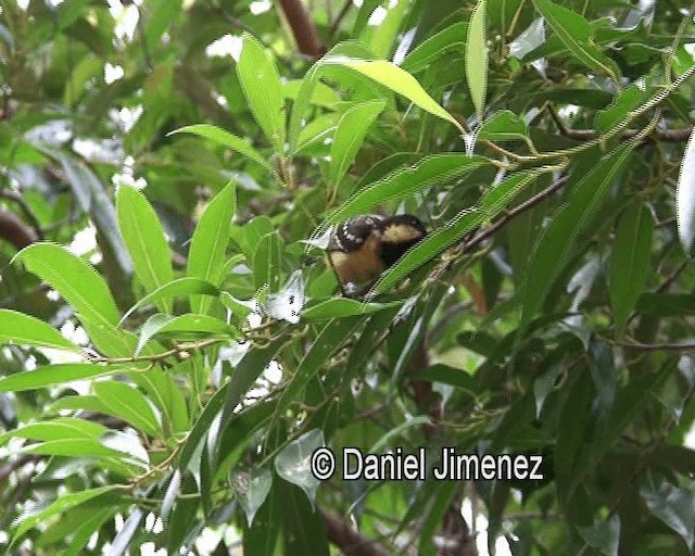 Elegant Tit - ML201980901