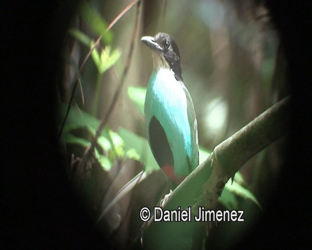 Azure-breasted Pitta - ML201980951