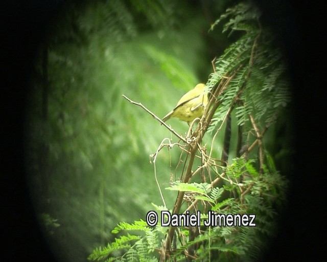 Philippinenbrillenvogel - ML201981051