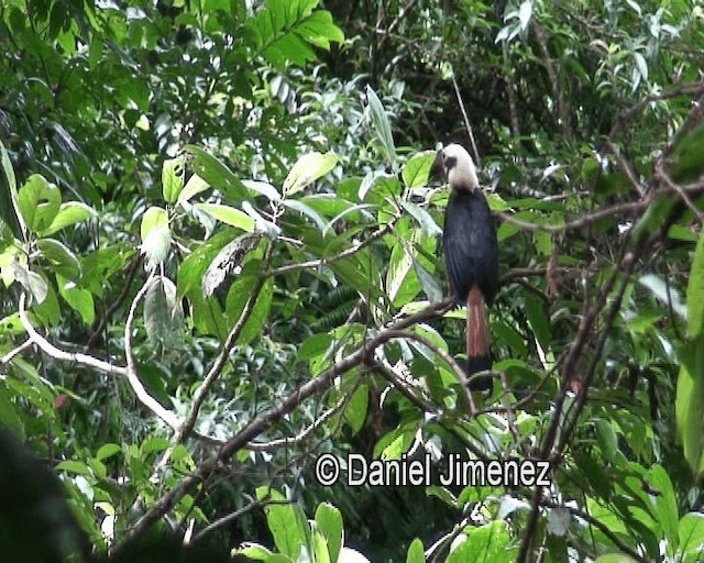 Visayan Hornbill - ML201981061