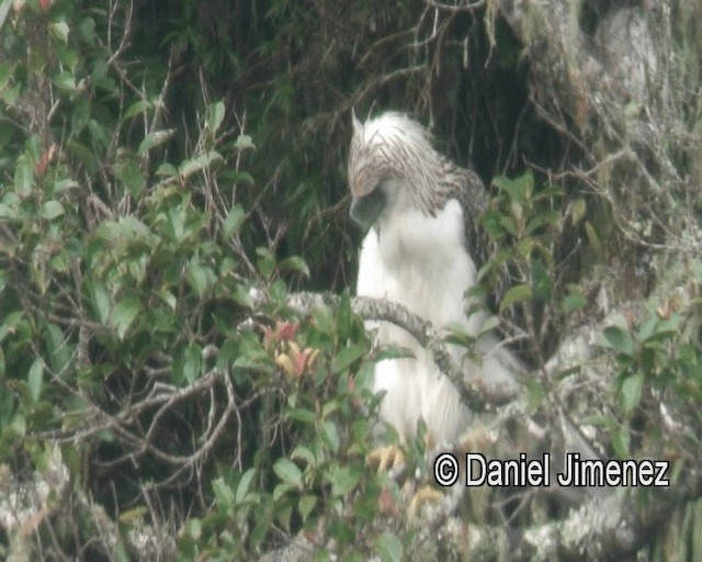 Pithécophage des Philippines - ML201981071