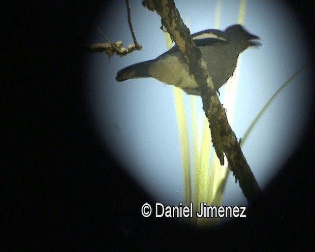 White-winged Cuckooshrike - ML201981151