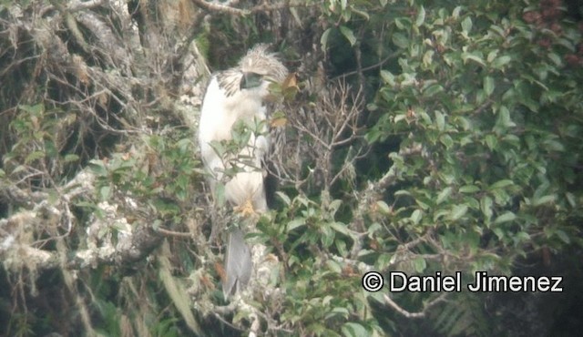 Philippine Eagle - ML201981171