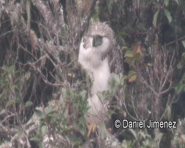 Philippine Eagle - ML201981181