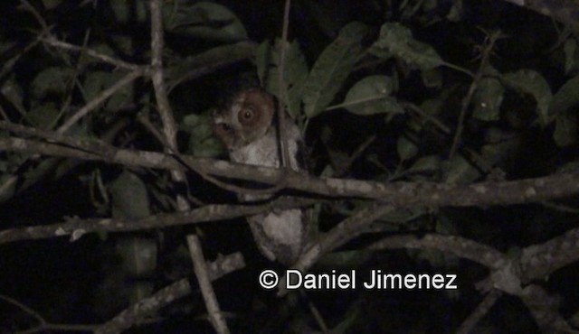 ネグロスコノハズク - ML201981201