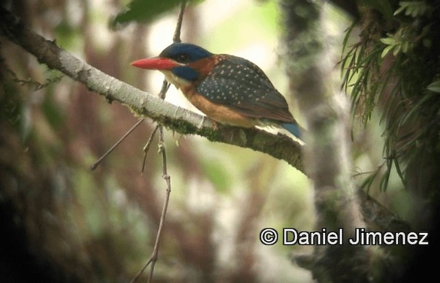 Blue-capped Kingfisher - ML201981231