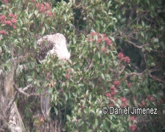 Philippine Eagle - ML201981241