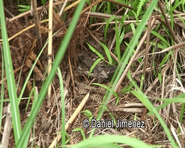 Philippine Nightjar - ML201981251