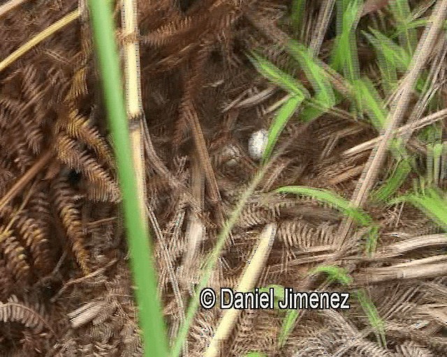 Philippine Nightjar - ML201981261