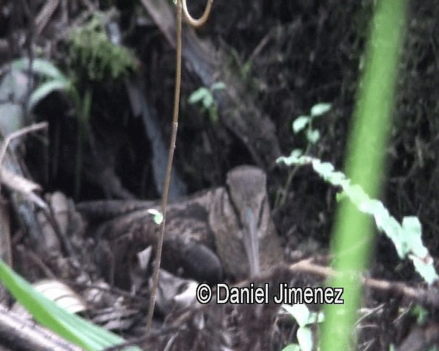 Bukidnon Woodcock - ML201981271