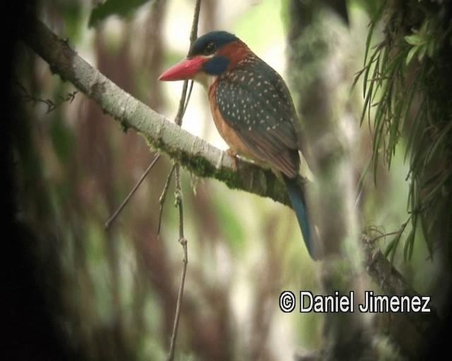 Blue-capped Kingfisher - ML201981301