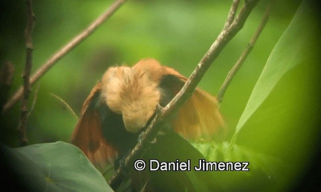 Coucal à face noire - ML201981311