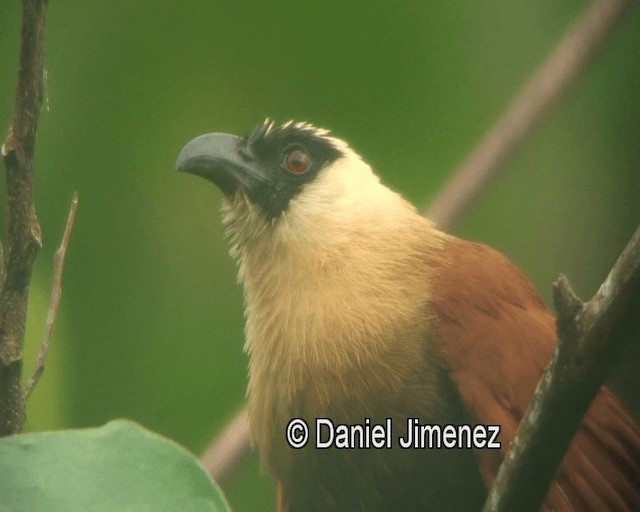 Coucal à face noire - ML201981321