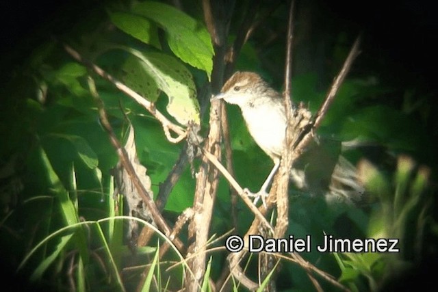 Tawny Grassbird - ML201981331