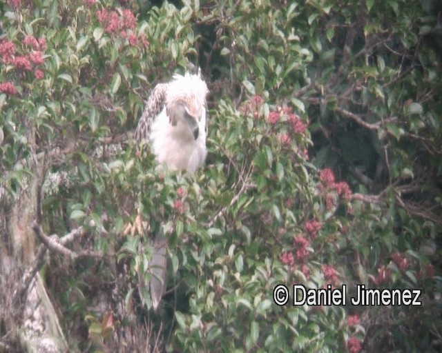 Philippine Eagle - ML201981361