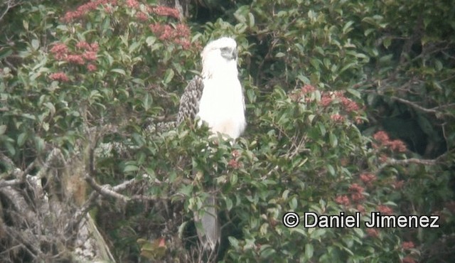 Philippine Eagle - ML201981371