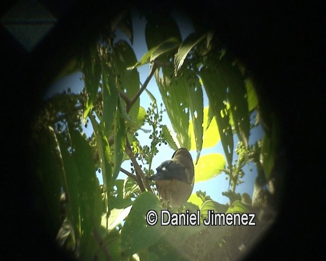 White-cheeked Bullfinch - ML201981381