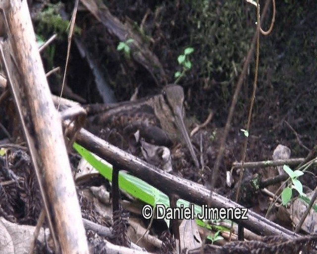 Bukidnon Woodcock - ML201981421