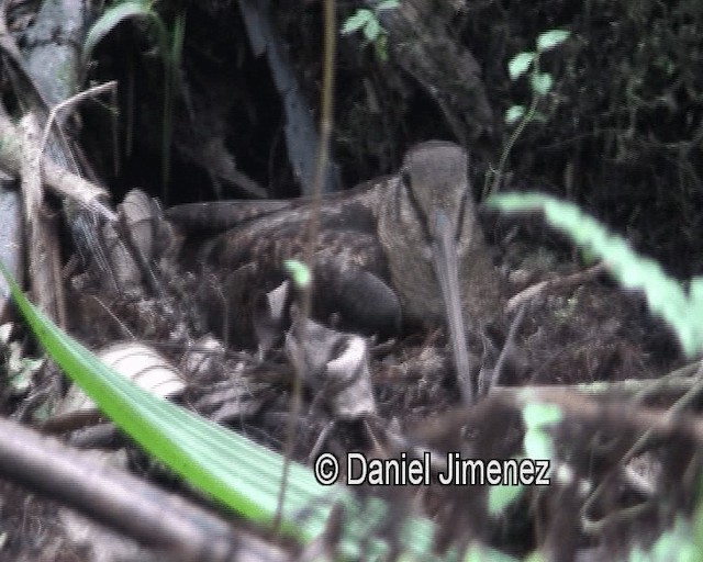 Bukidnon Woodcock - ML201981441