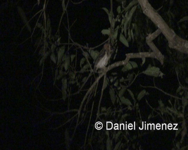 ネグロスコノハズク - ML201981451