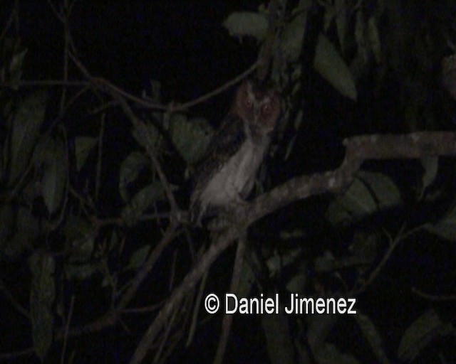 ネグロスコノハズク - ML201981461