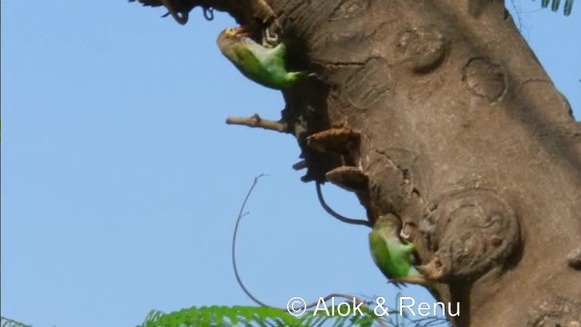 Brown-headed Barbet - ML201981481