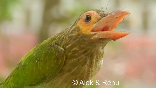 Braunkopf-Bartvogel - ML201981491