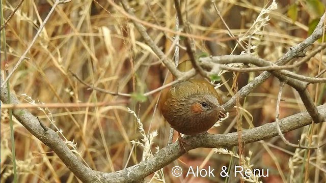 Streaked Laughingthrush - ML201981511