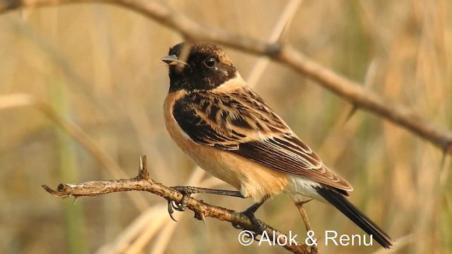 Siberian Stonechat (Siberian) - ML201981521