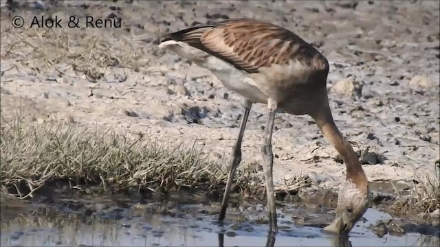 פלמינגו זוטר - ML201981551