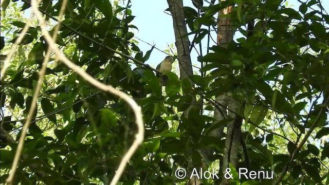 ミヤマヒヨドリ - ML201981561