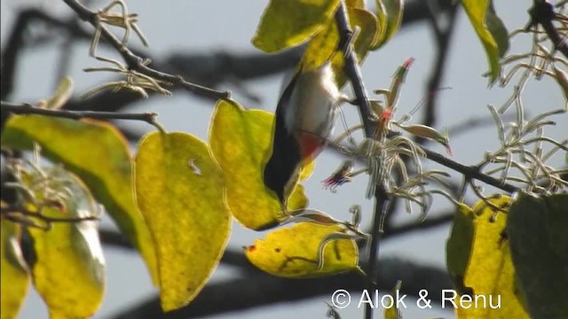 Fire-breasted Flowerpecker - ML201981571