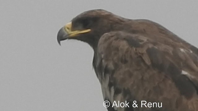 Steppe Eagle - ML201981631