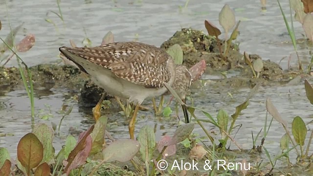 Wood Sandpiper - ML201981661