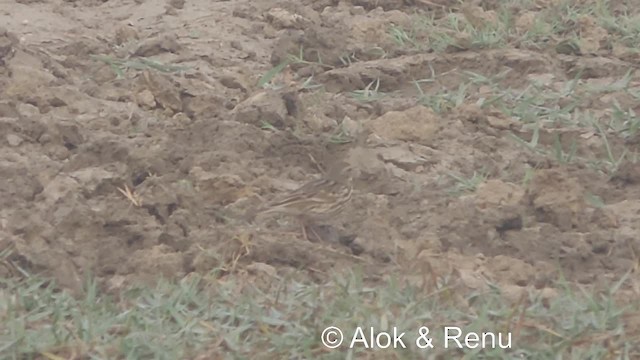 ウスベニタヒバリ - ML201981671