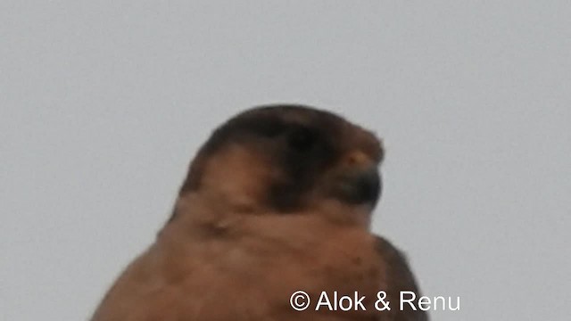 Peregrine Falcon (Shaheen) - ML201981701