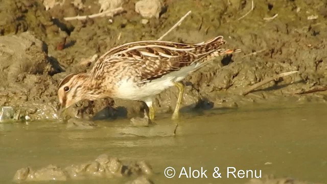 Common Snipe - ML201981711