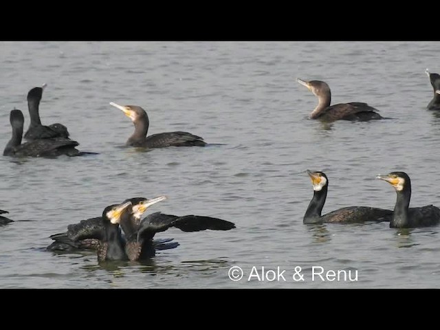 Grand Cormoran (sinensis/hanedae) - ML201981721